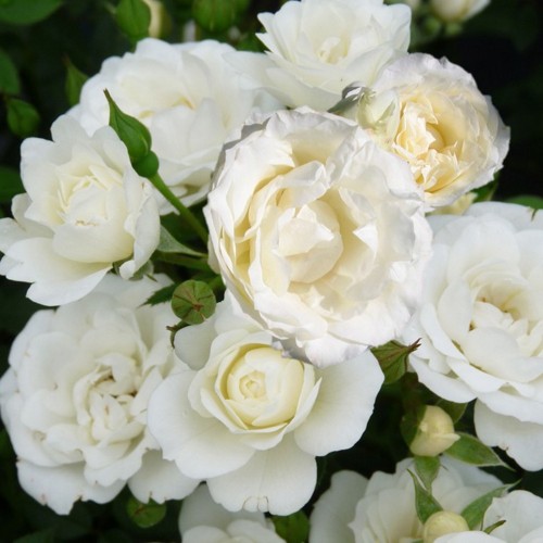 Rosa 'White Symphony' - Roos 'White Symphony' C4/4L